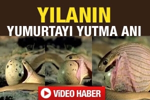 YILAN YUMURTAYI İŞTE B&Ouml;YLE YEDİ