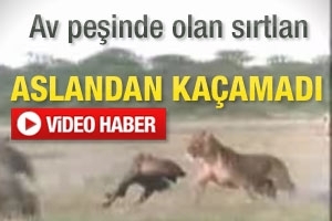 AV PEŞİNDEKİ SIRTLAN ASLANDAN KA&Ccedil;AMADI