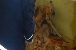 BELEDİYEDEN SOKAK K&Ouml;PEĞİ OPERASYONU