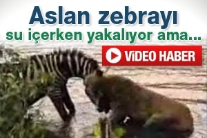 ASLAN ZEBRAYI SU İ&Ccedil;ERKEN YAKALIYOR AMA