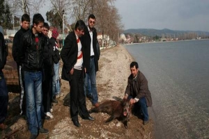 İZNİK G&Ouml;L&Uuml;'NDE YABAN DOMUZU PANİĞİ