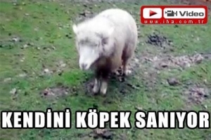 B&Ouml;YLE KOYUN G&Ouml;RMEDİNİZ!