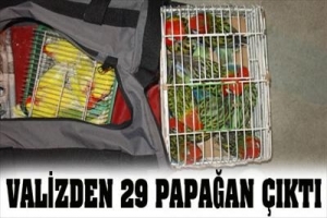 G&Uuml;MR&Uuml;K'TE PAPAĞAN AVI