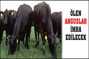 TARIM M&Uuml;D&Uuml;RL&Uuml;Ğ&Uuml;'NDEN 'ANGUS' SAVUNMASI
