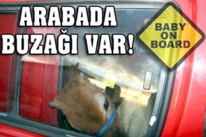 MİNİB&Uuml;STE &Uuml;&Ccedil; BUZAĞI