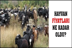 HAYVAN FİYATLARI A&Ccedil;IKLANDI