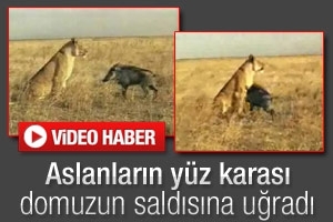 ASLAN'IN EN ZOR ANI