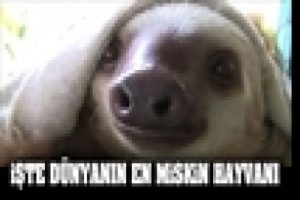 D&Uuml;NYANIN EN MİSKİN HAYVANI