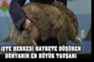 D&Uuml;NYANIN EN ŞİŞMAN TAVŞANI