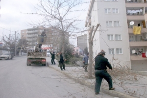 MUDANYA'DA AĞA&Ccedil;LAR BUDANIYOR