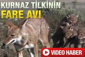 KURNAZ TİLKİNİN FARE AVI