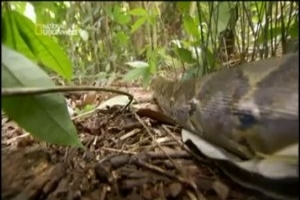 S&Uuml;PER YILAN ANACONDA