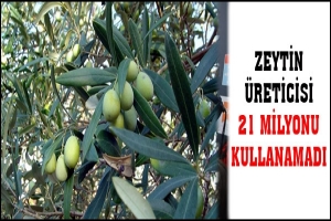 ZEYTİN &Uuml;RETİCİSİ 21 MİLYON TL KAYNAĞI KULLANAMADI