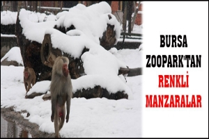 BURSA ZOOPARK'TAN RENKLİ MANZARALAR