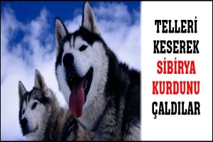 TELLERİ KESEREK SİBİRYA KURDUNU &Ccedil;ALDILAR
