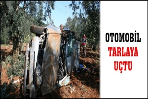 TARLAYA U&Ccedil;AN OTOMOBİL ZEYTİN AĞA&Ccedil;LARINI DEVİRDİ