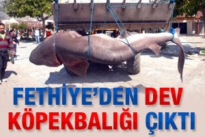 DEV K&Ouml;PEKBALIĞI KORKUTTU
