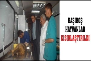 BAŞIBOŞ HAYVANLAR KISIRLAŞTIRILDI