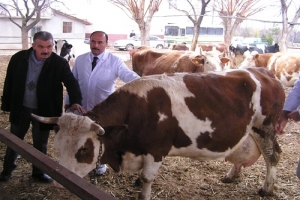 MALATYA'DA ŞAP HASTALIĞI