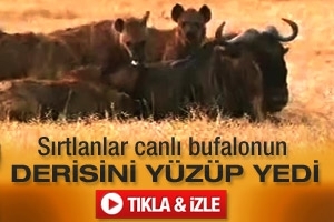 VAHŞİ DOĞANIN ACIMASIZLIĞI