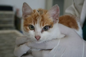 T&Uuml;RKİYE'NİN İLK 3 KULAKLI KEDİSİ
