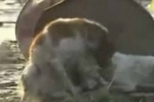 İKİ K&Ouml;PEĞİN İBRETLİK DOSTLUĞU