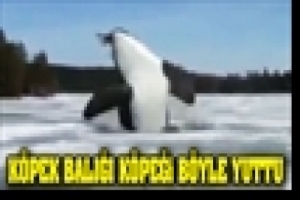 K&Ouml;PEK BALIĞI K&Ouml;PEĞİ B&Ouml;YLE YUTTU