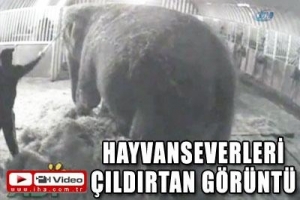 ACIMAZSIZCA D&Ouml;VD&Uuml;!