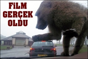 KİNG KONG FİLMİ GİBİ