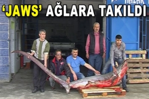 JAWS AĞLARA TAKILDI