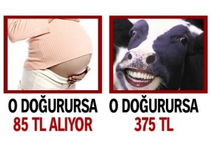 KADINA 85, İNEĞE 375 LİRA DOĞUM PARASI
