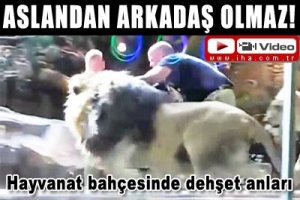 ASLAN TERBİYECİSİNE SALDIRDI!