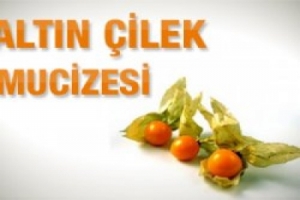 ALTIN &Ccedil;İLEK MUCİZESİ