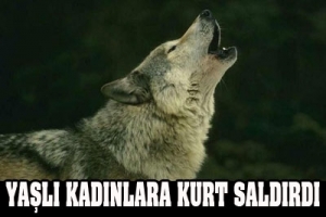 SİMAV'DA KURT SALDIRISI