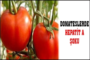 DOMATESLERDE HEPATİT A ŞOKU