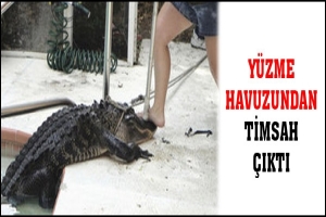 Y&Uuml;ZME HAVUZUNDAN TİMSAH &Ccedil;IKTI