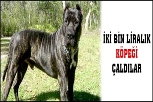 İKİ BİN LİRALIK K&Ouml;PEĞİ &Ccedil;ALDILAR