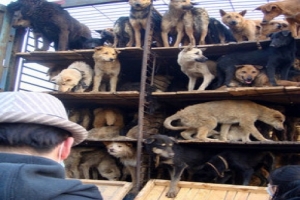 KESİLMEYE G&Ouml;T&Uuml;R&Uuml;LEN 500 K&Ouml;PEK KURTARILDI