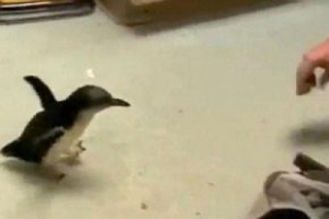 SEVİMLİ PENGUEN BUNA &Ccedil;OK BAYILIYOR