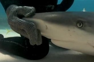 DENİZİN DİBİNDE JAWSLARLA DANS