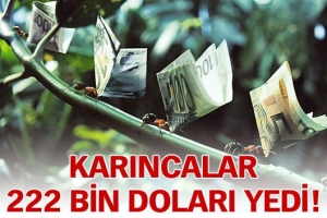 KARINCALAR 222 BİN DOLARI YEDİ