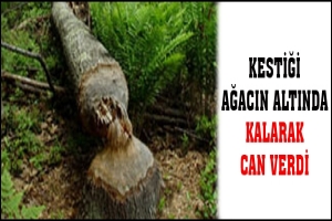 KESTİĞİ AĞACIN ALTINDA KALARAK CAN VERDİ