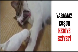 YARAMAZ KUŞUN KEDİYE EZİYETİ