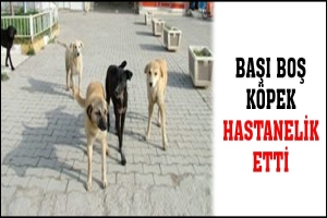 BAŞI BOŞ K&Ouml;PEK HASTANELİK ETTİ