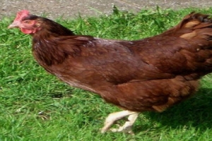 GIDA SKANDALININ B&Ouml;YLESİ
