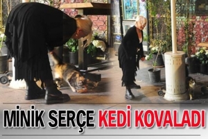 MİNİK SER&Ccedil;E KEDİ KOVALADI