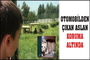 OTOMOBİLDEN &Ccedil;IKAN ASLAN KORUMA ALTINDA