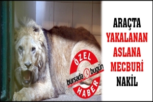 &Ouml;ZEL HABER... ARA&Ccedil;TA YAKALANAN ASLANA MECBURİ NAKİL