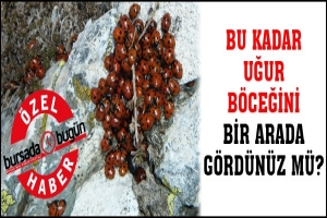 &Ouml;ZEL HABER... BU KADAR UĞUR B&Ouml;CEĞİNİ BİR ARADA G&Ouml;RD&Uuml;N&Uuml;Z M&Uuml;?