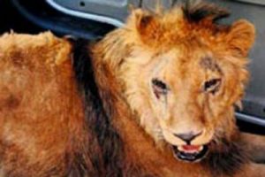 K&ouml;pek diye aldım, aslan &ccedil;ıktı